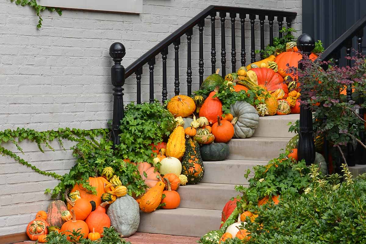 Concrete steps leading up to a dark gray front door, with a light gray brick wall in the background. On the steps are a magnificent display of different pumpkins, gourds, and winter squash of different shapes, sizes and colors. The autumnal scene is completed with trailing ivy and green shrubs to the right of the frame.