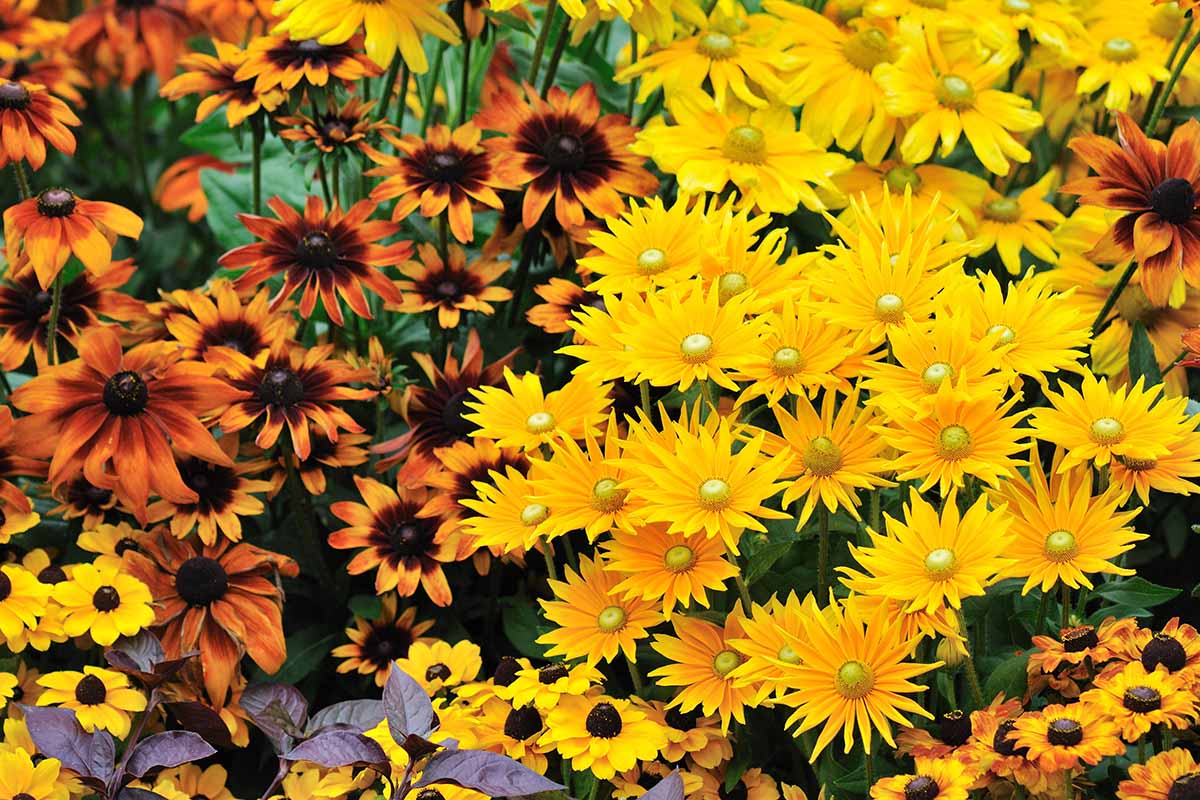 A close up horizontal image of perennials growing in the fall garden.
