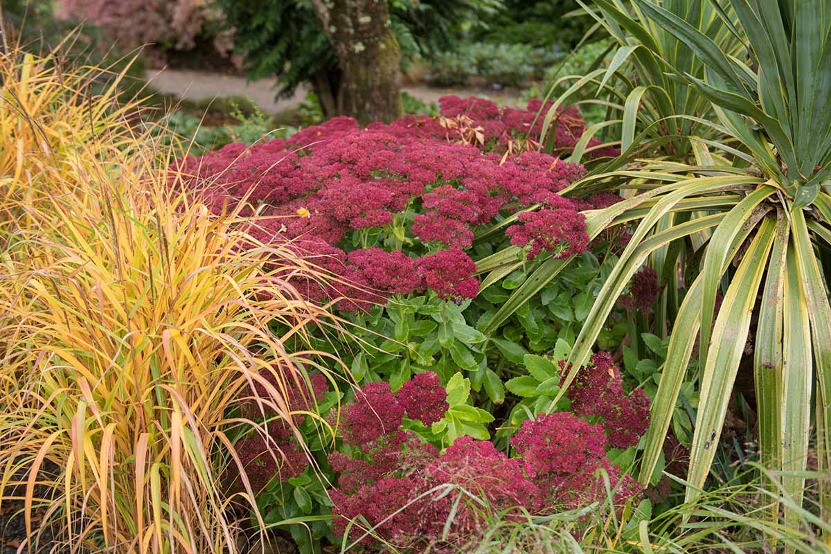 A plant with deep pink flower heads and contrasting green leaves nestles amongst ornamental grasses in an autumn garden. The background is soft focus trees and shrubs in gentle light.