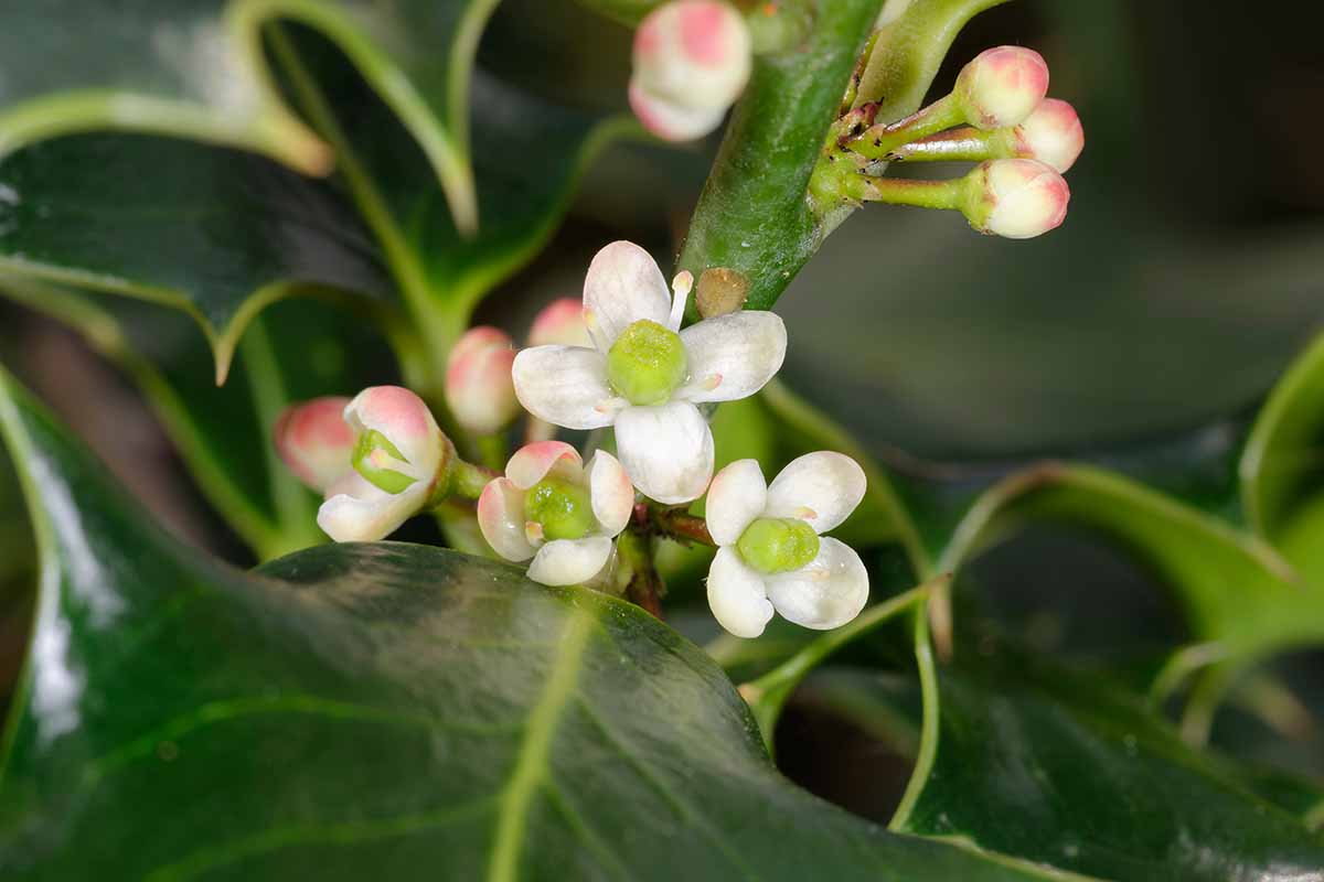 A close up horizontal image of the tiny white and pink flowers of English holly (Ilex aquifolium) pictured on a soft focus background.