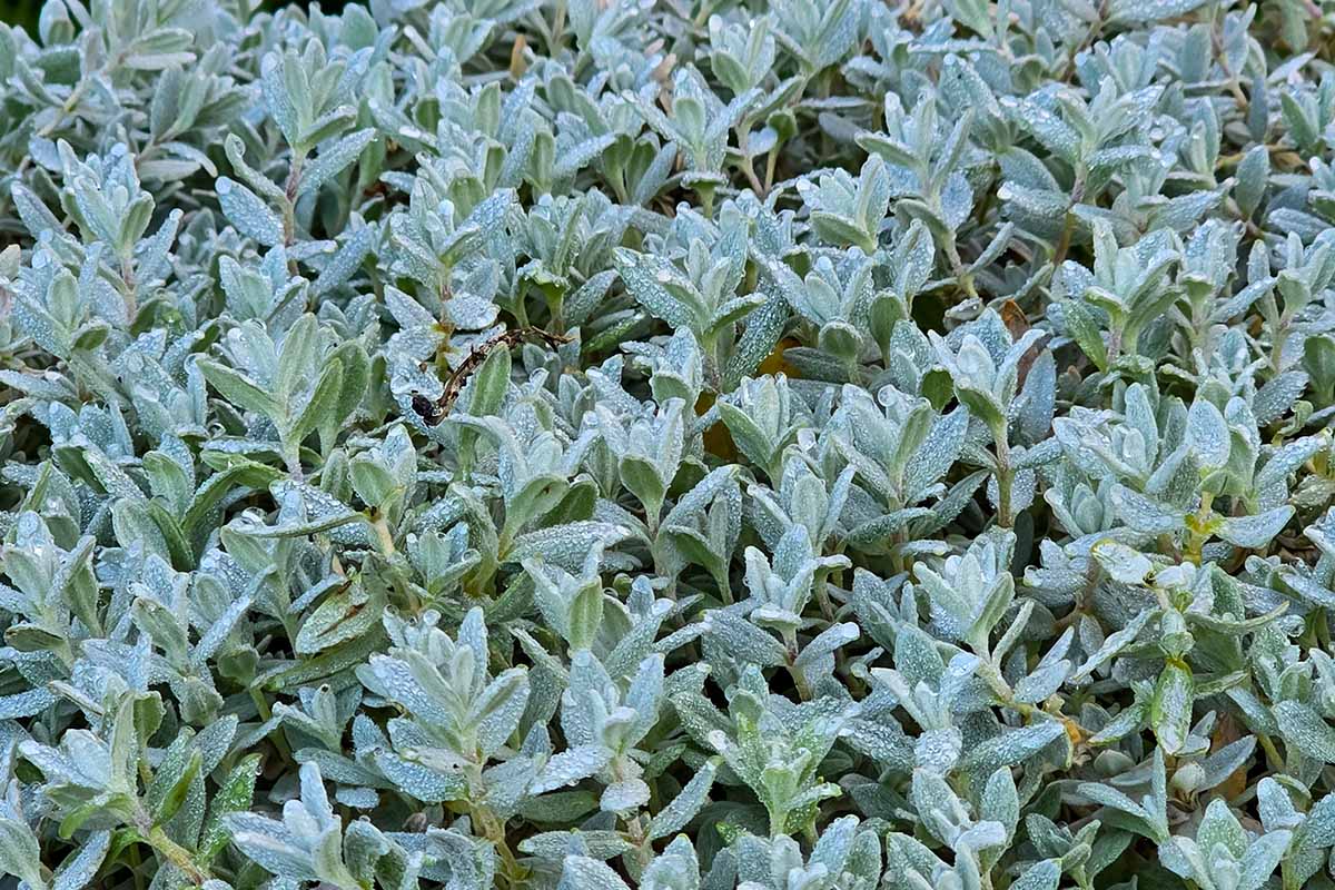 A close up horizontal image of the ground cover foliage of snow-in-summer (Cerastium tomentosum) covered in droplets of water.