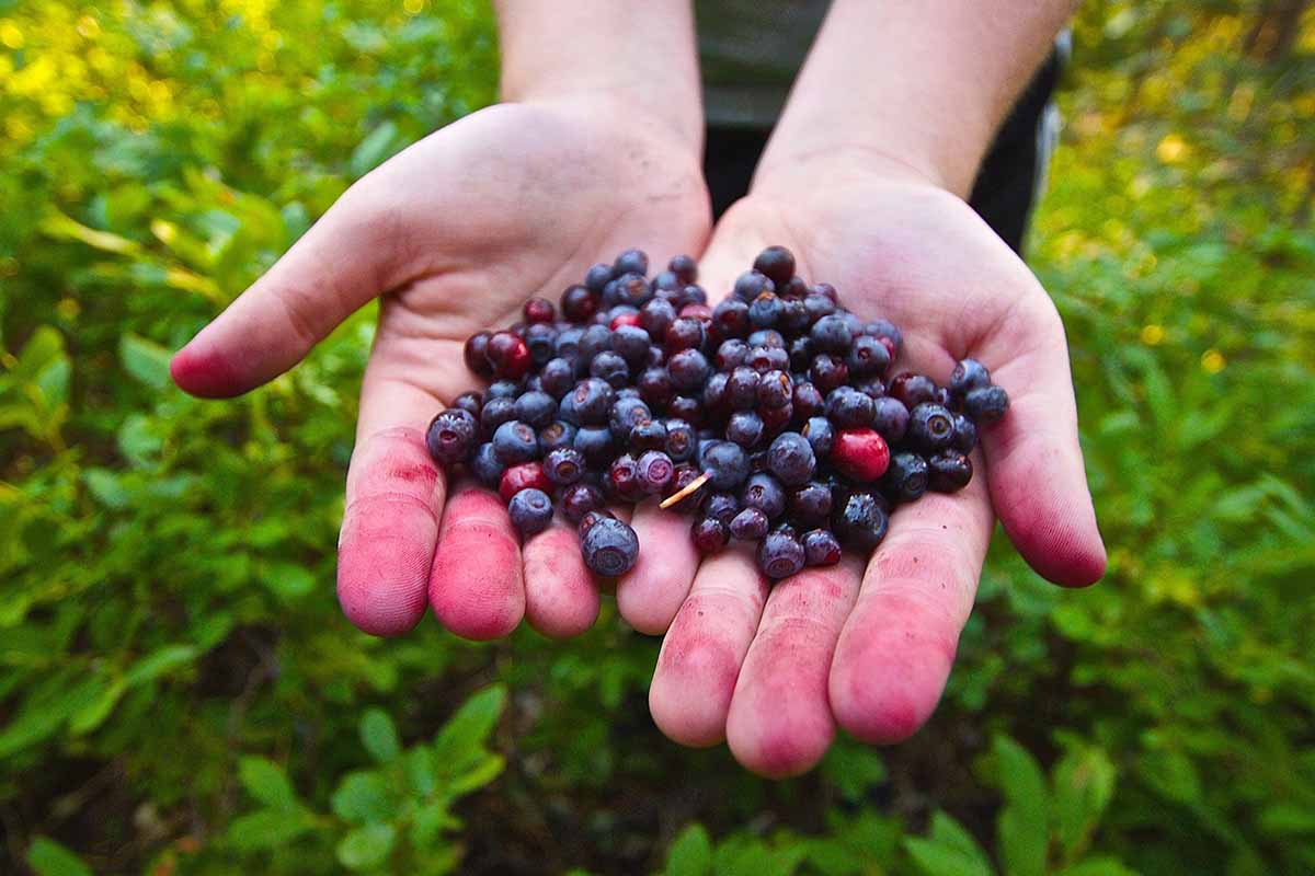 A close up horizontal image of two open palms with freshly harvested huckleberries.