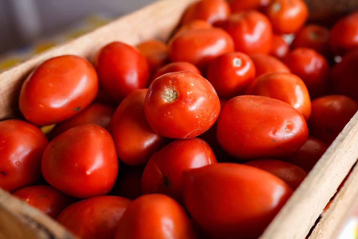 A close up horizontal image of a wooden box filled with freshly harvested red tomatoes.