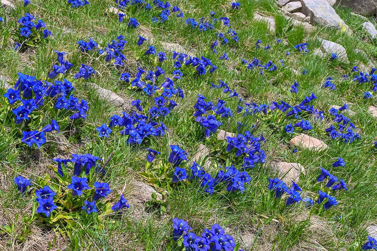 A close up horizontal image of gentian flowers growing wild in an alpine environment.