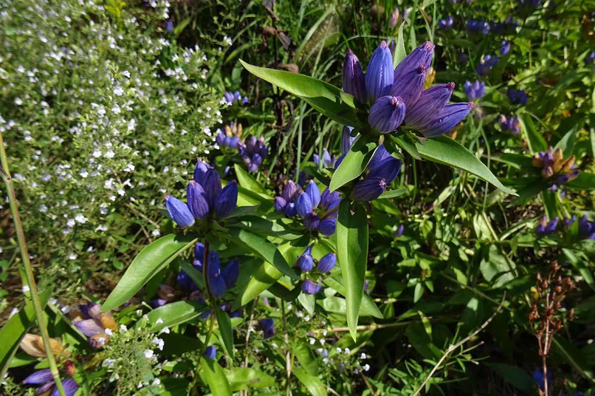 A horizontal image of Gentiana andrewsii buds about to open in the garden.
