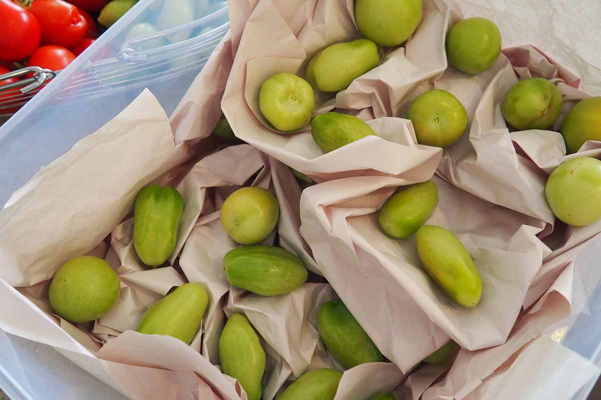 A close up horizontal image showing a plastic box with layers of green tomatoes and paper in between to set aside for ripening.