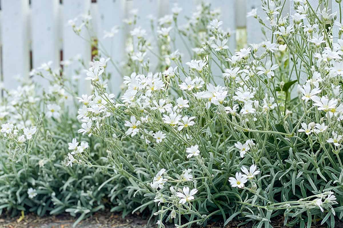 A close up horizontal image of snow-in-summer growing in a garden border with a white picket fence in the background.