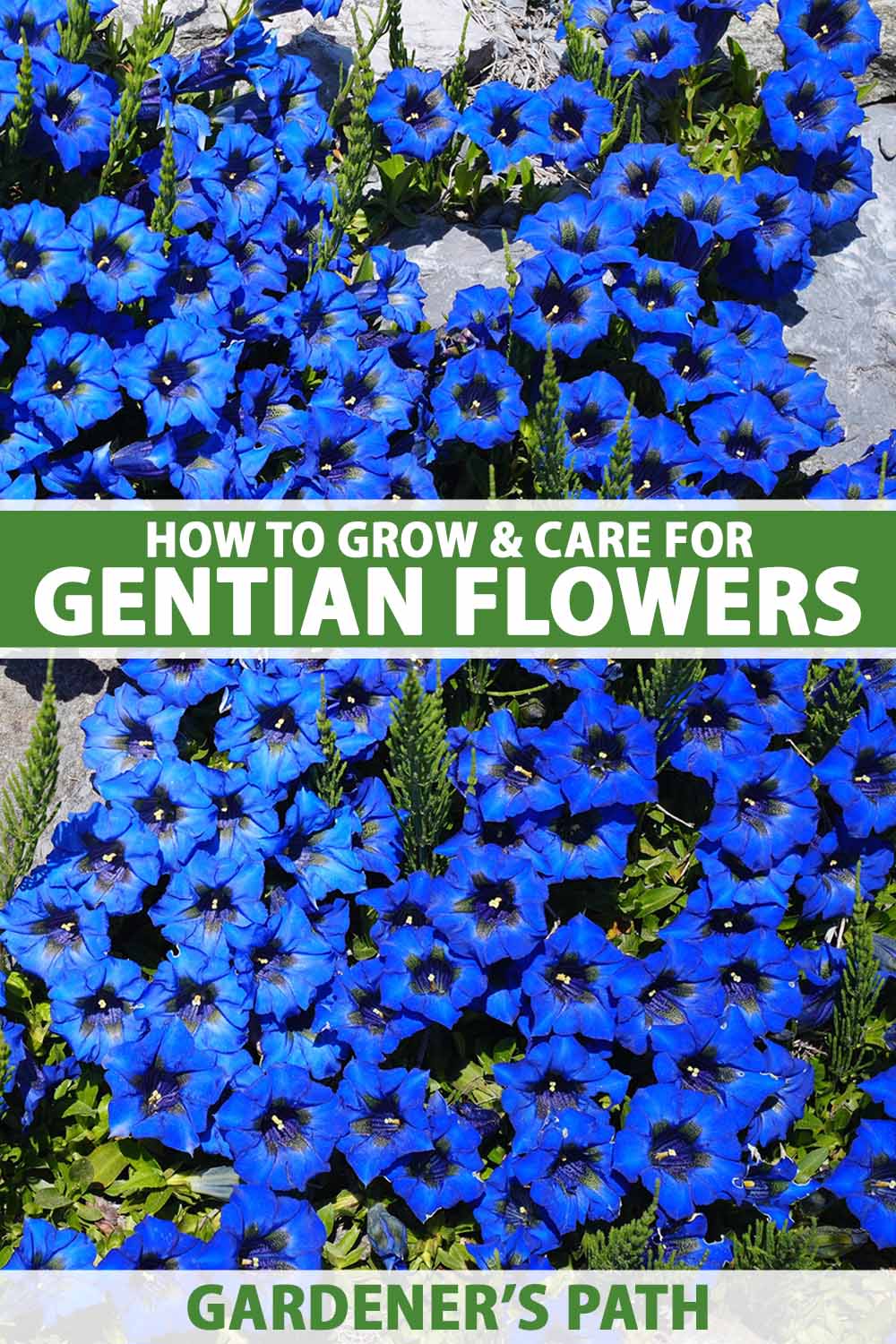 A close up vertical image of bright blue gentian wildflowers (Gentiana spp.) growing in a rock garden pictured in light sunshine. To the center and bottom of the frame is green and white printed text.
