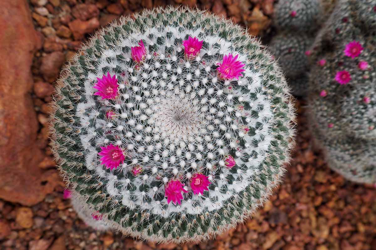 A close up top down, horizontal image of a mammillaria cactus with bright pink flowers.