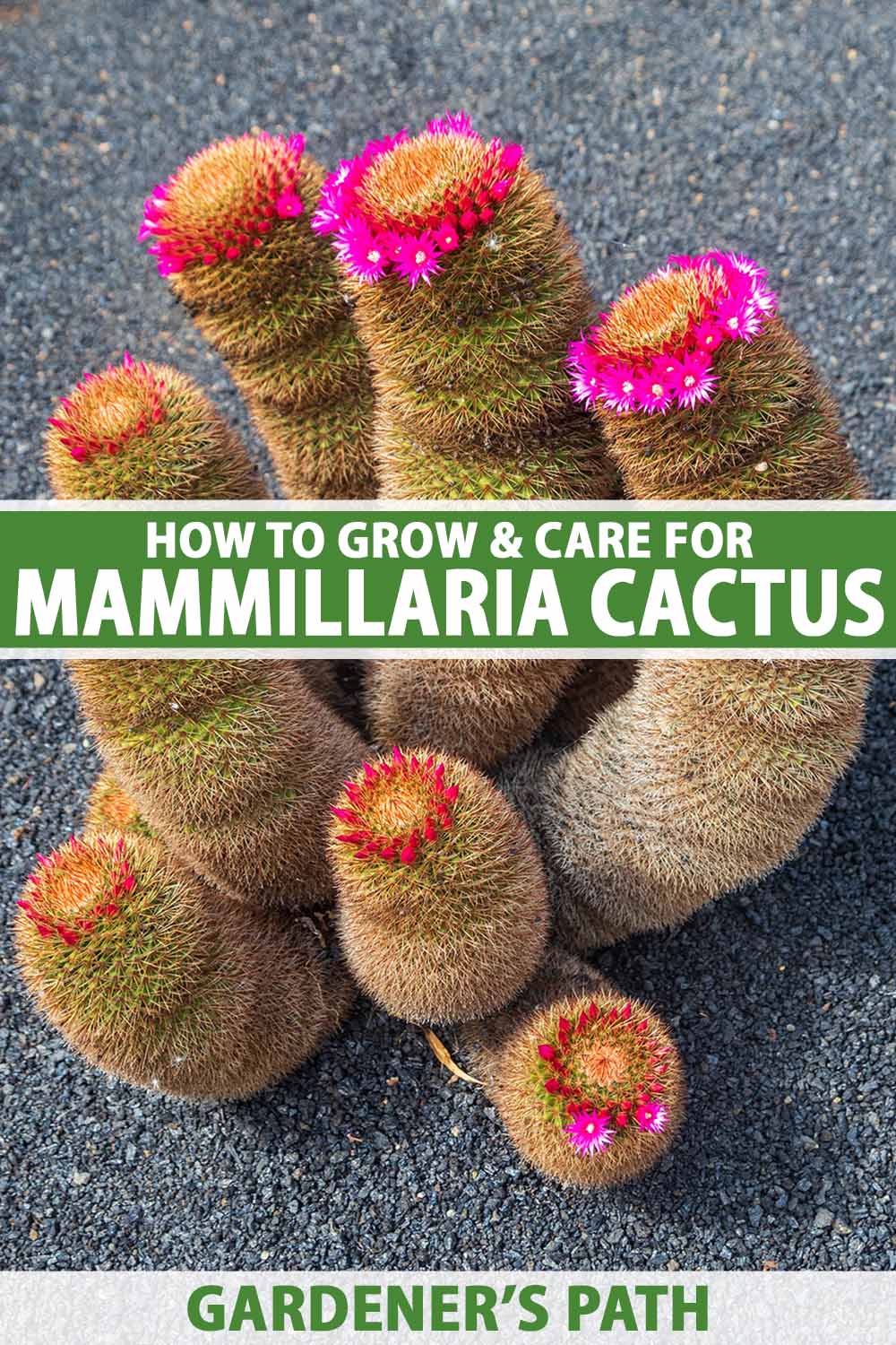 A close up vertical image of mammillaria cactus with bright pink flowers growing outdoors. To the center and bottom of the frame is green and white printed text.