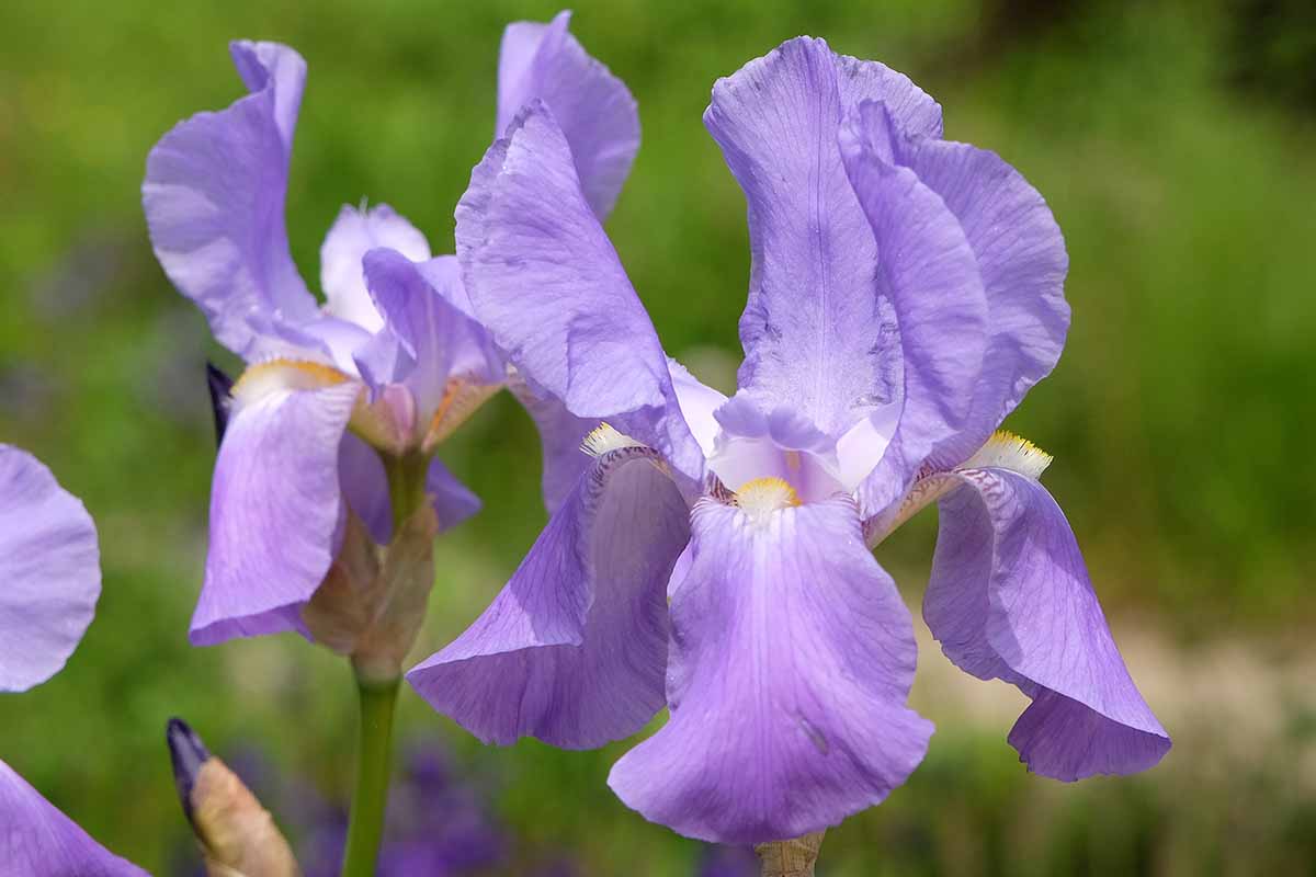 A close up horizontal image of the light purple flowers of sweet iris growing in the garden pictured on a soft focus background.