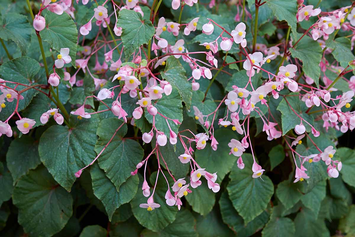 A close up horizontal image of the pink flowers of a hardy begonia in bloom with foliage in the background.