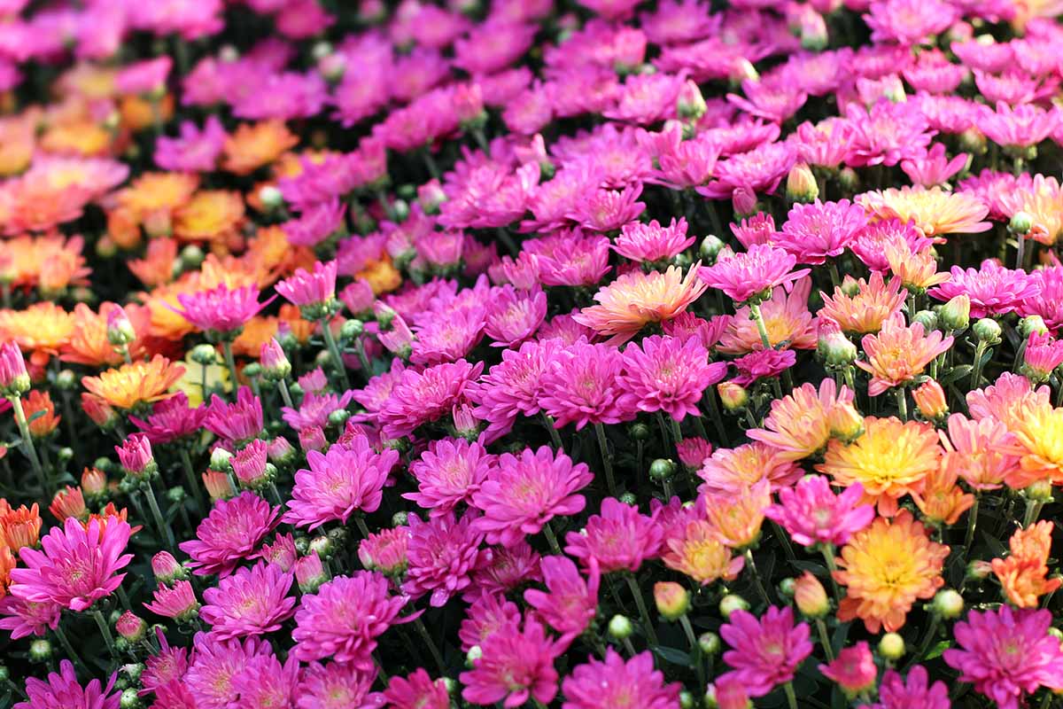 A close up horizontal image of pink and orange hard mums in bloom.