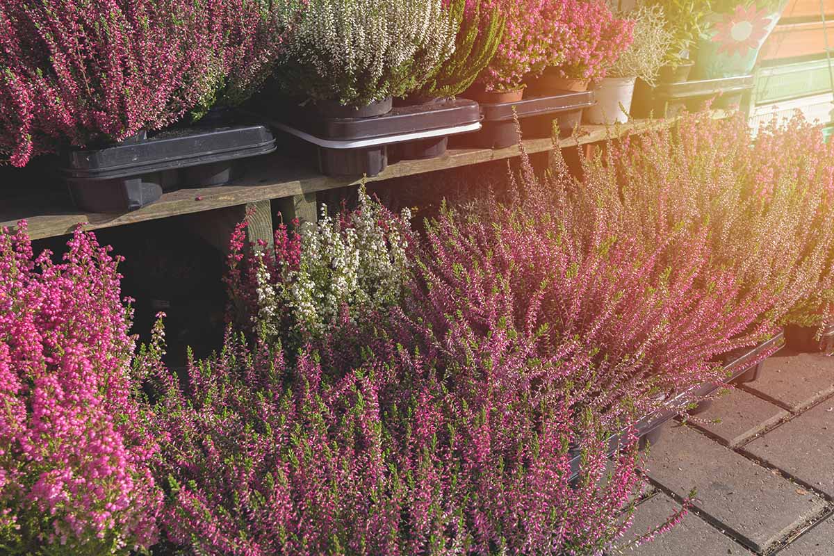 A close up of wispy heather plants with pink, purple, and white small flowers. Each plant is in a pot in a plastic seedling tray. From the right of the frame is bright autumn sunshine.