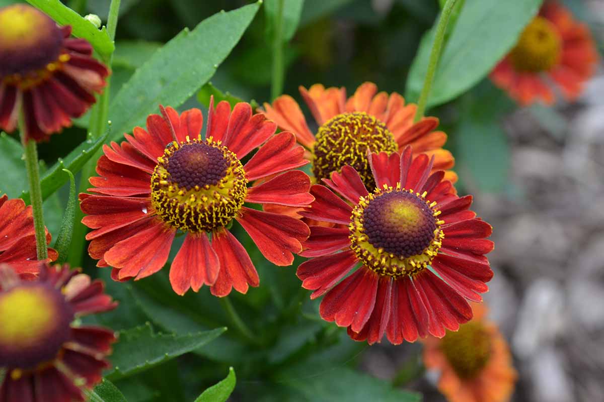 A close up horizontal image of two orange red helenium flowers in bloom pictured on a soft focus background.