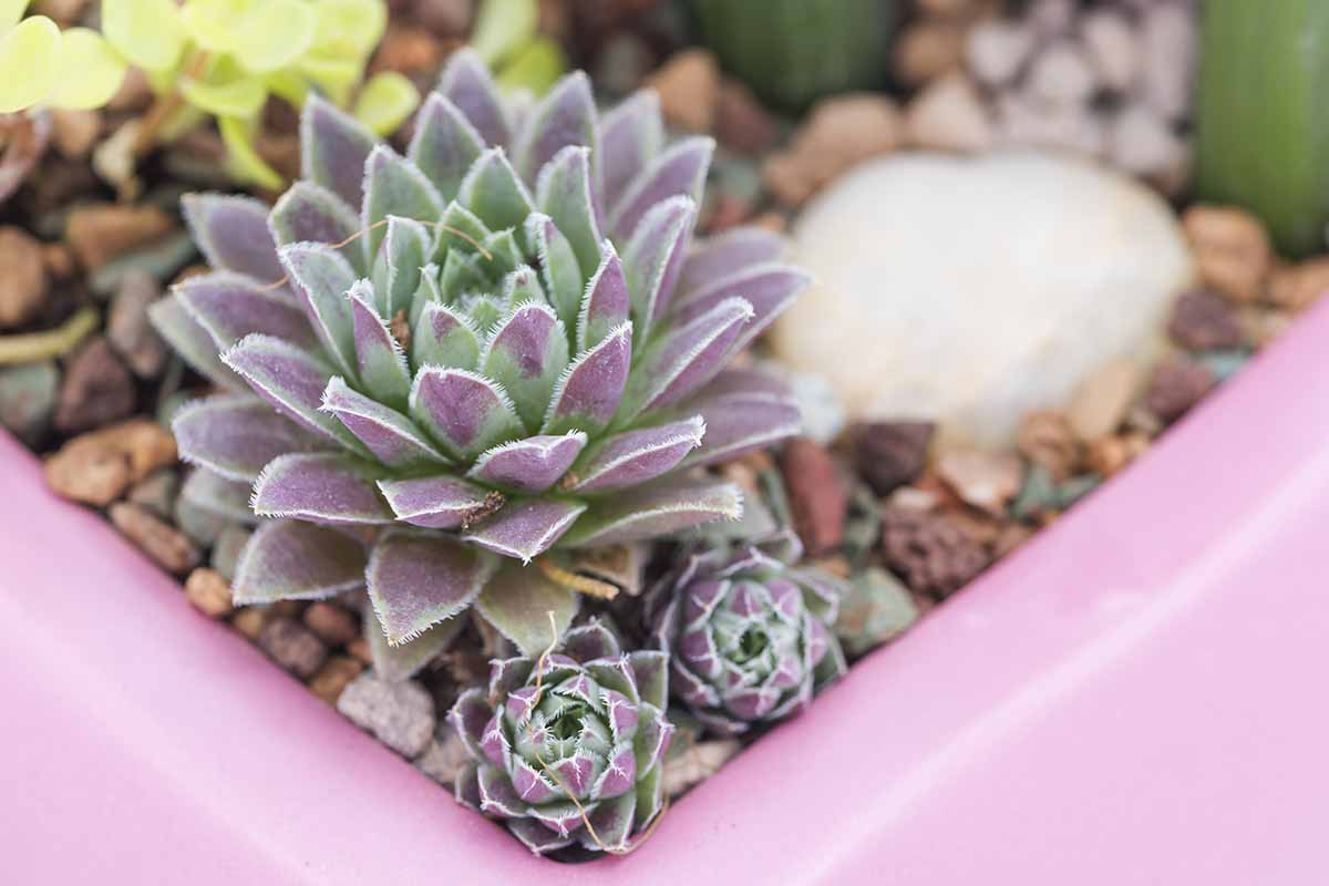 A close up horizontal image of purple-tinged hen and chicks, with plantlets prime for propagating.