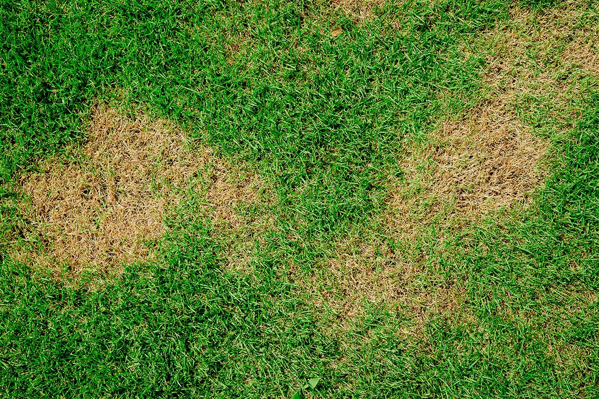 A close up horizontal image of a lawn damaged by herbicide drift.
