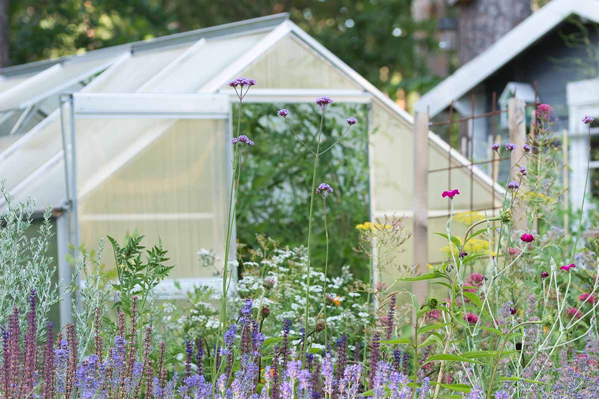 A horizontal image of a greenhouse in a cottage garden outside a residence.