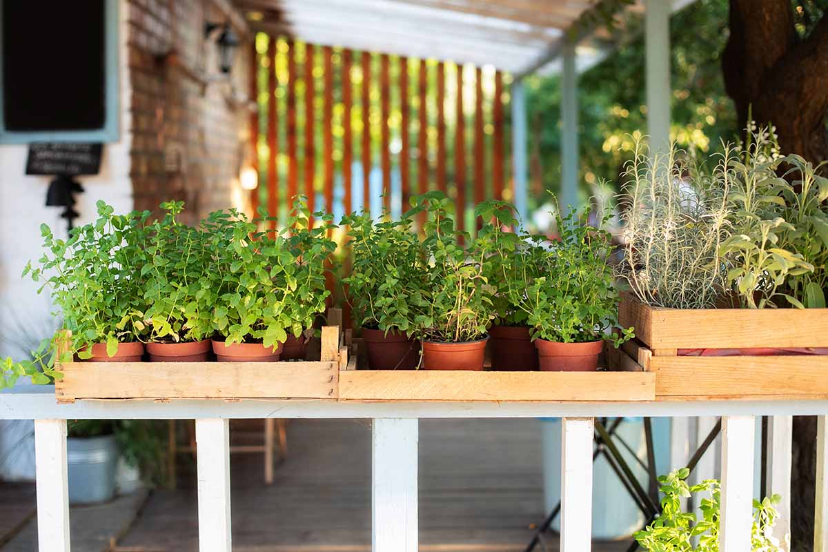 A horizontal image of a variety of potted herbs on a wooden table.
