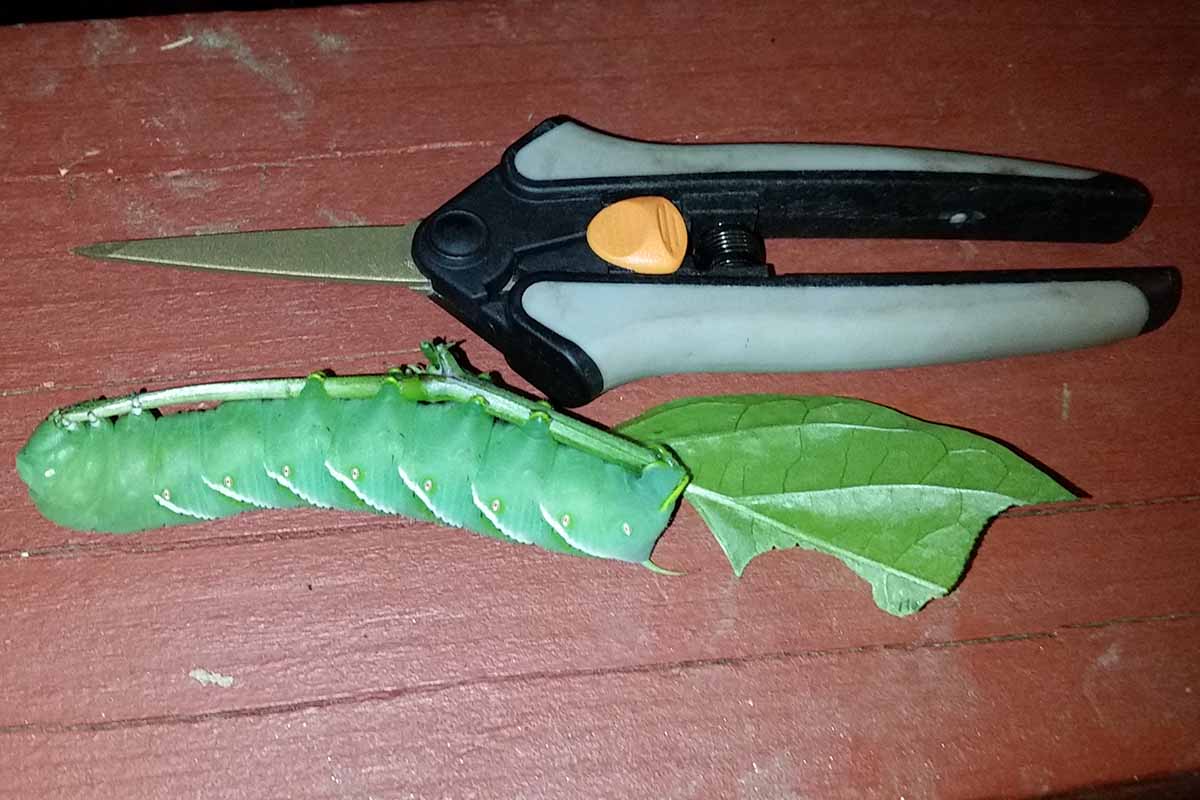A close up horizontal image of a hornworm next to a pair of pruners set on a wooden surface.