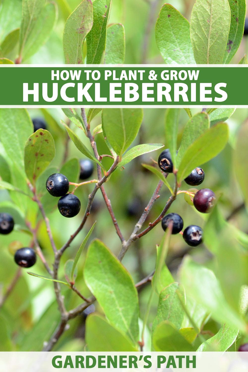 A close up vertical image of ripe berries growing on a huckleberry plant surrounded by light green foliage. To the top and bottom of the frame is green and white printed text.