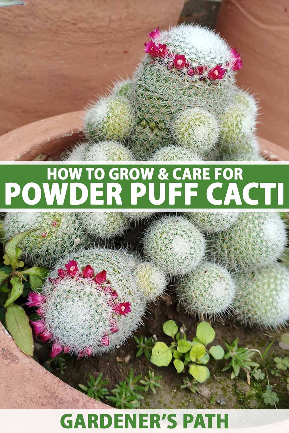 A close up vertical image of powder puff cactus (Mammillaria bocasana) growing in a terra cotta pot with deep pink flowers. To the center and bottom of the frame is green and white printed text.