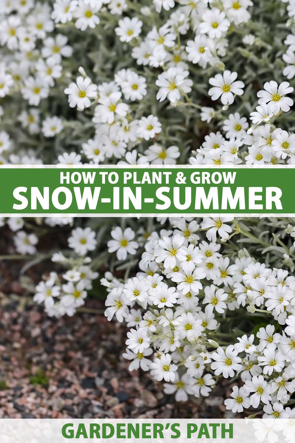 A close up vertical image of snow-in-summer (Cerastium tomentosum) flowers growing in the garden. To the center and bottom of the frame is green and white printed text.
