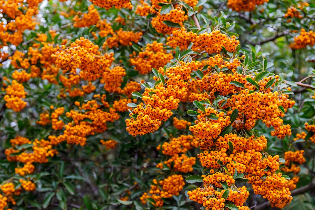 A close up horizontal image of orange berries of a pyracantha growing in the landscape.
