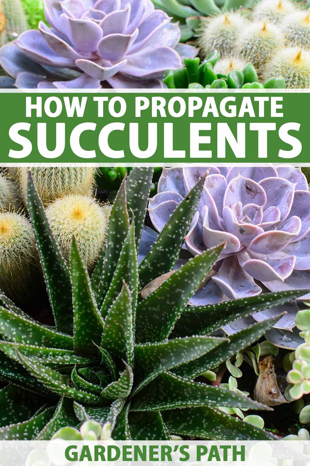 A close up vertical image of a variety of different types of succulents growing in a garden center. To the top and bottom of the frame is green and white printed text.