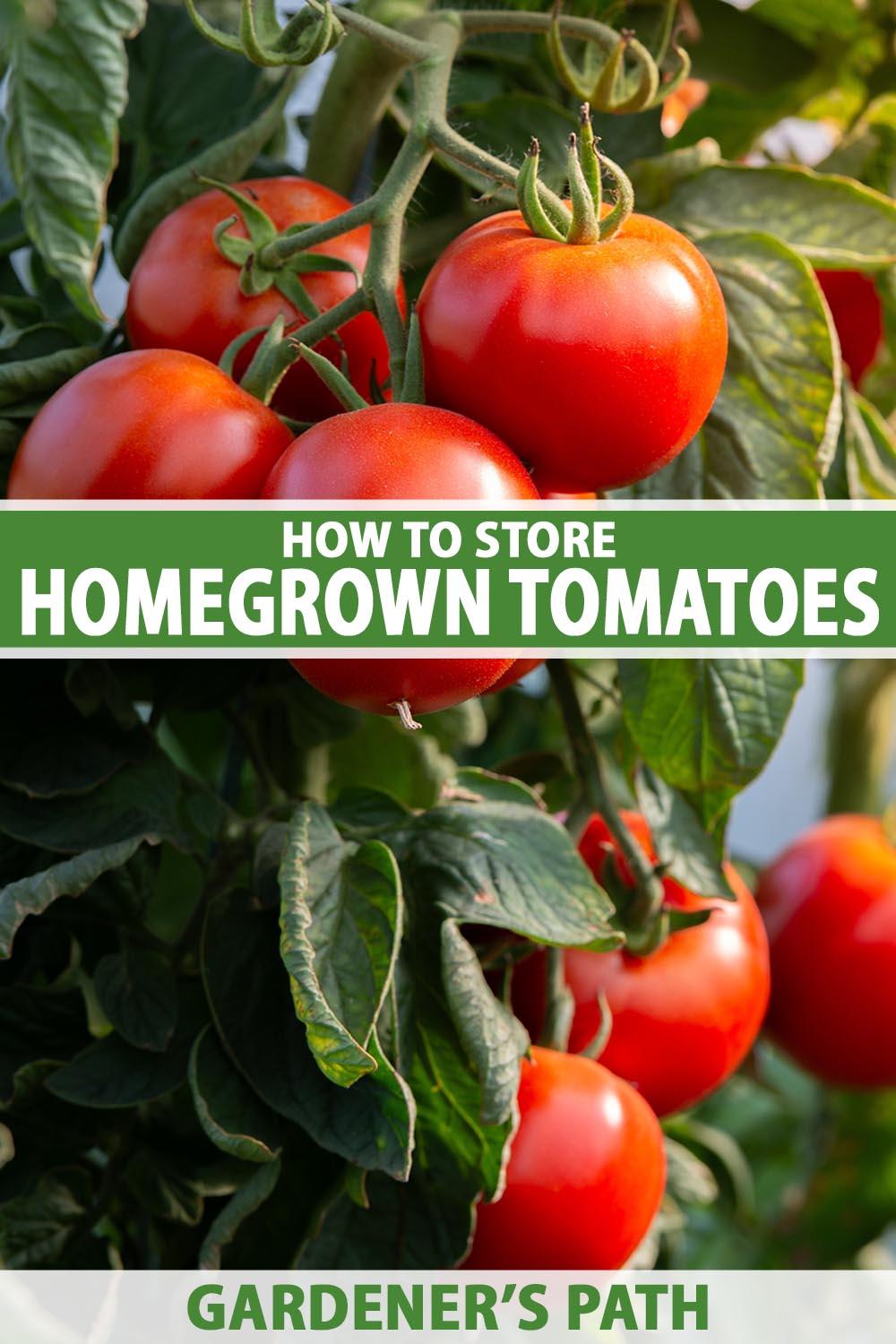 A close up vertical image of bright red tomatoes growing on the vine ready for harvest. To the center and bottom of the frame is green and white printed text.