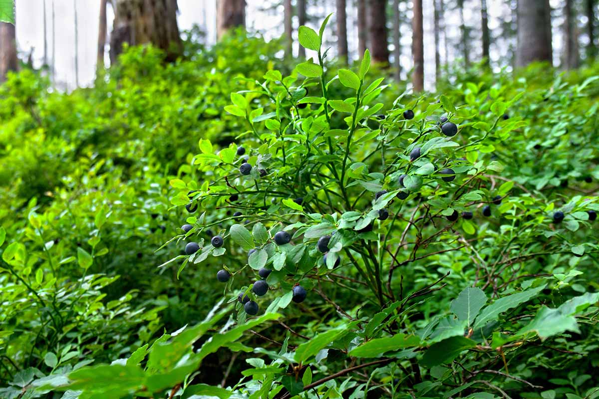 A horizontal image of ripe bilberries growing wild in a forest.