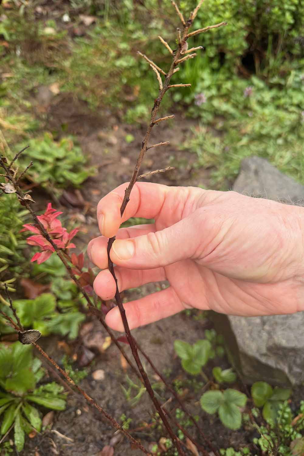 A close up vertical image of a hand from the right of the frame bending a stem of a huckleberry plant.