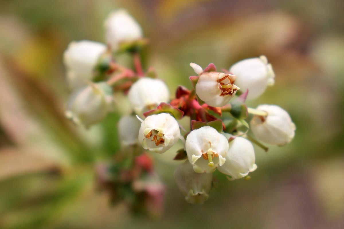 A close up horizontal image of white huckleberry flowers pictured on a soft focus background.