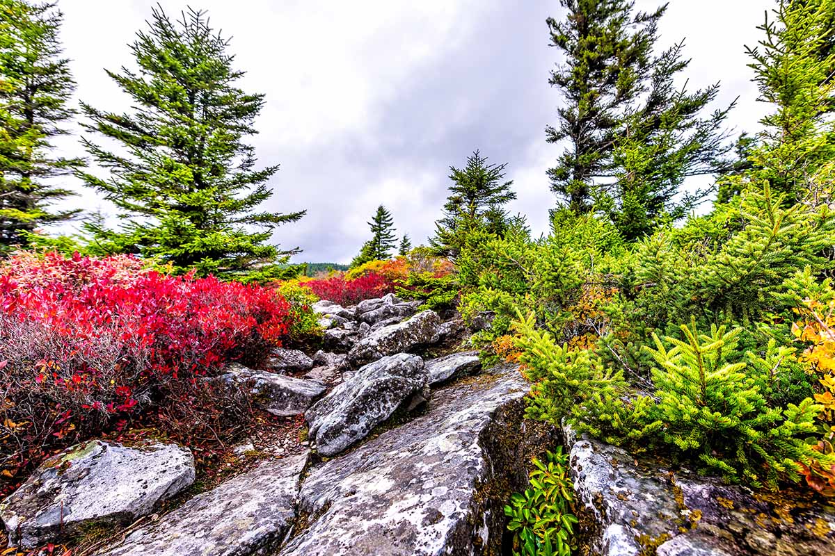 A horizontal image of red wild huckleberry growing in a rocky landscape.