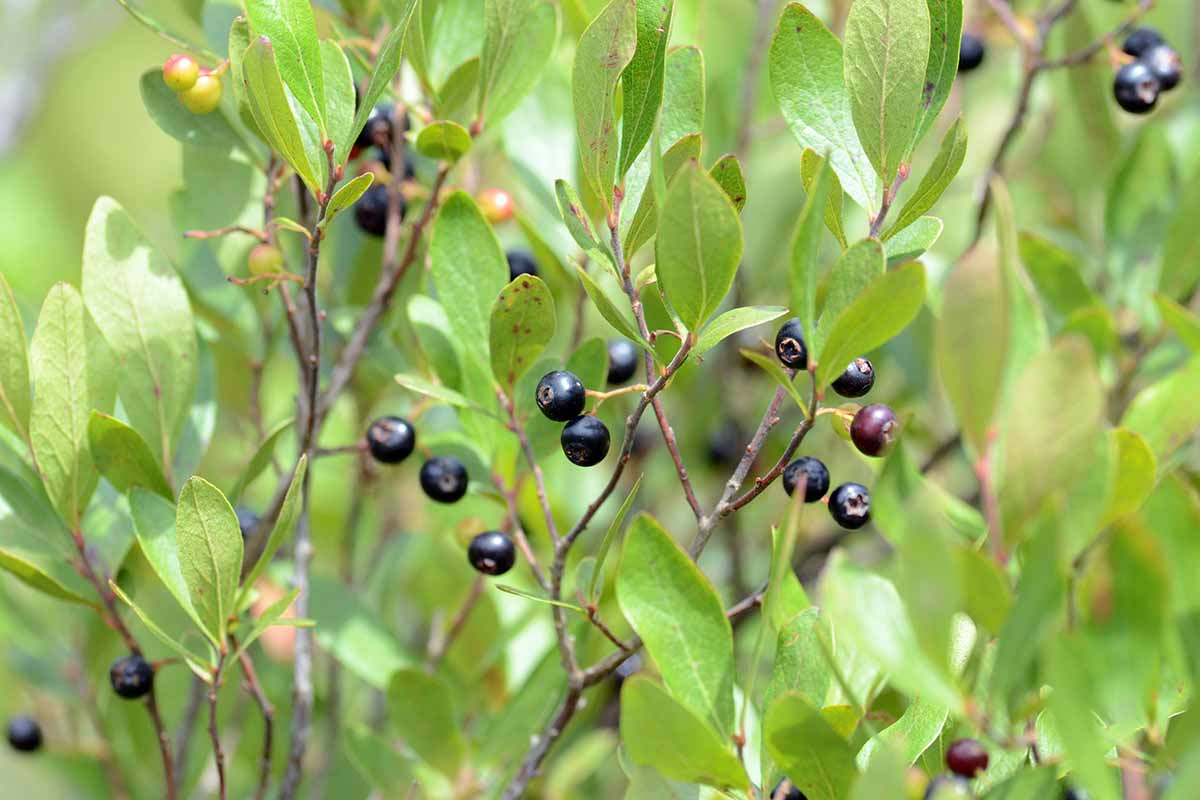 A close up horizontal image of black huckleberries growing in the garden.
