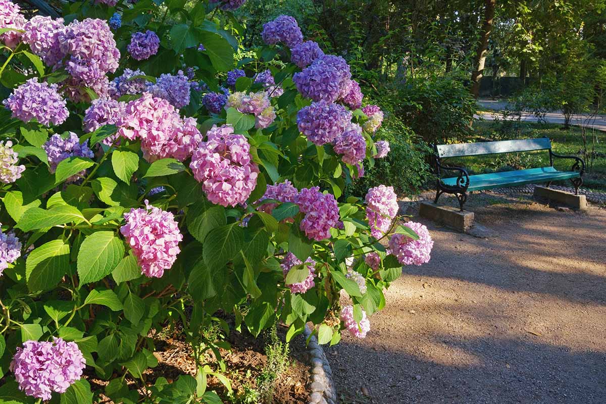 A close up horizontal image of a flowering shrub growing in the garden with a park bench in the background, pictured in light filtered sunshine.