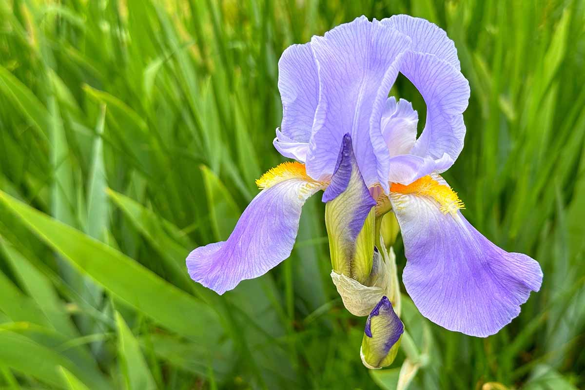 A close up horizontal image of a Dalmatian iris flower growing in the garden with foliage in soft focus in the background.