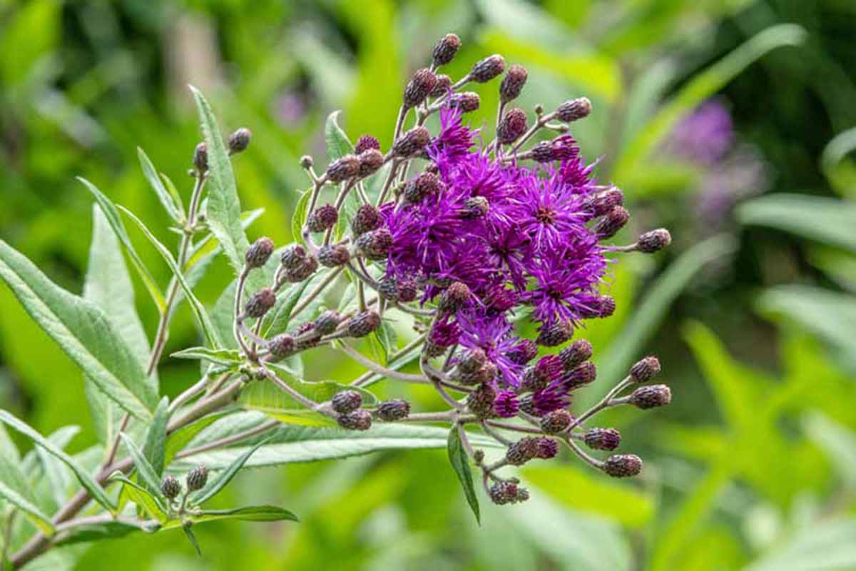 A close up horizontal image of a cluster of tall ironweed (Vernonia altissima) with purple flowers in bloom.