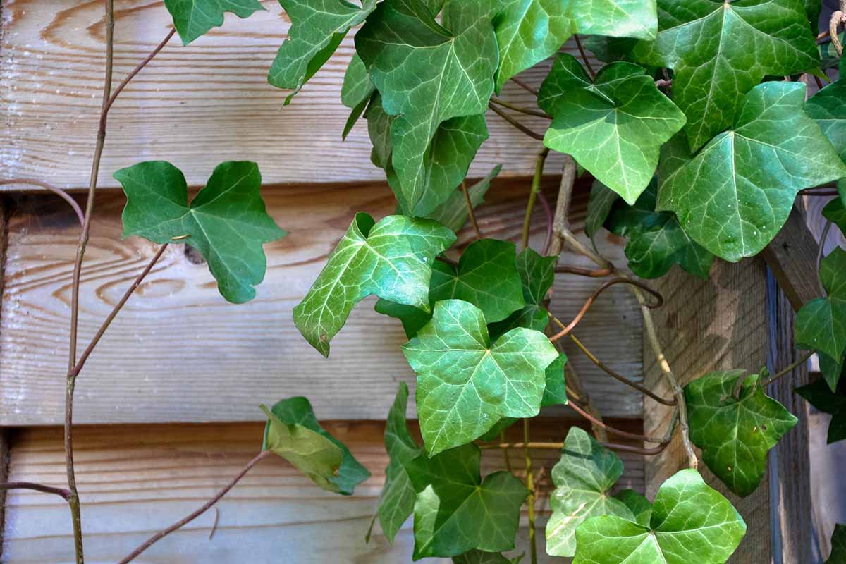 A close up horizontal image of English ivy growing on wooden siding.