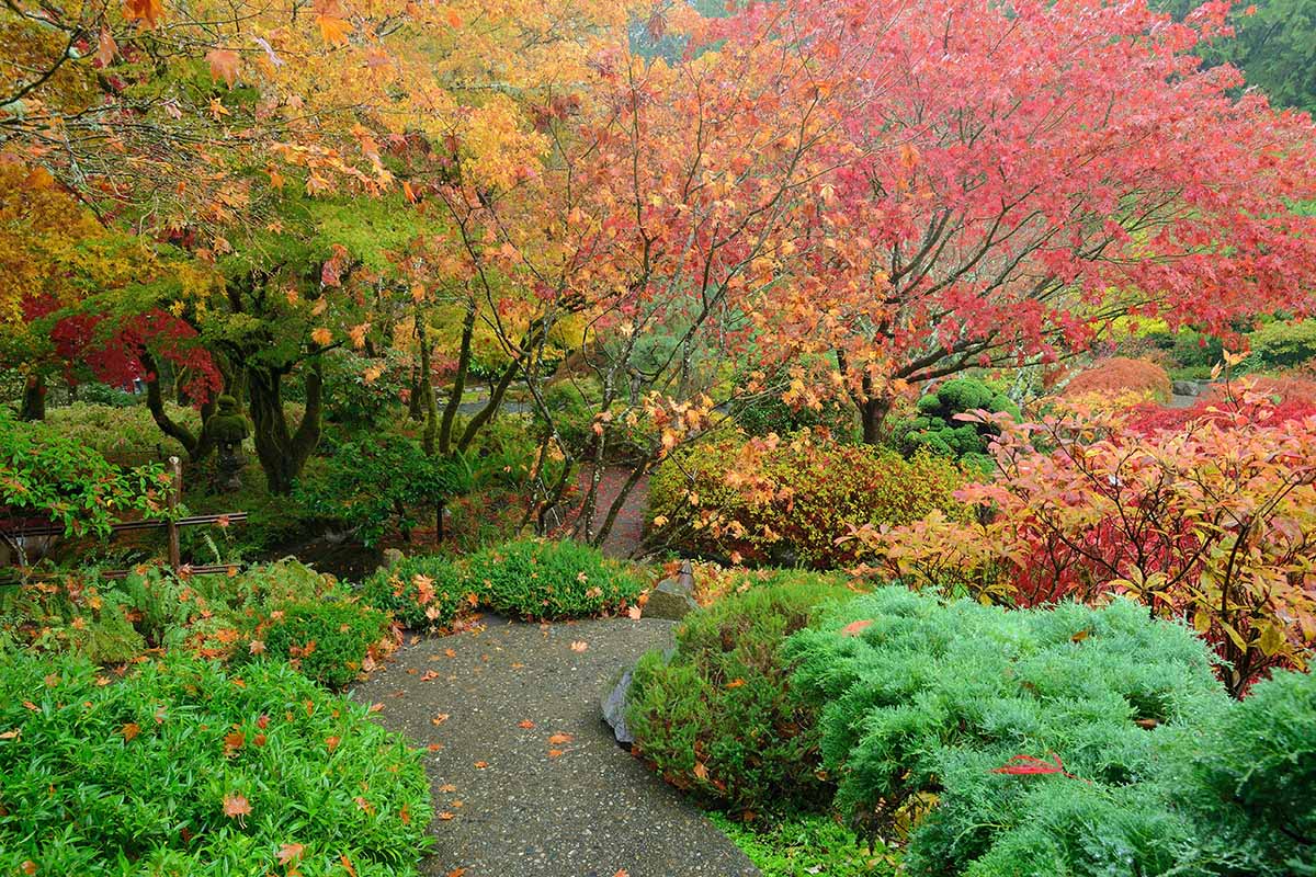 A Japanese garden with leaves turning red and yellow and green grasses.