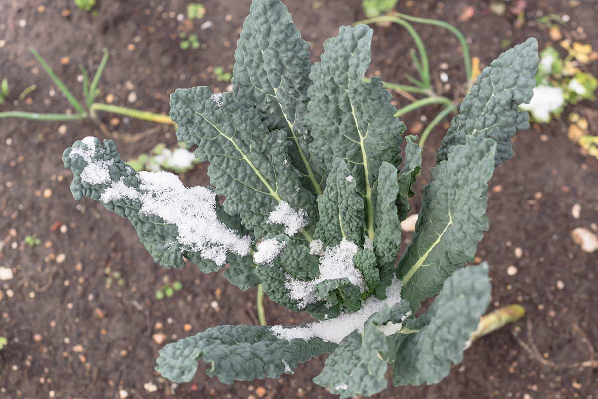 A close up horizontal image of Tuscan kale growing in the garden covered with a little frost.