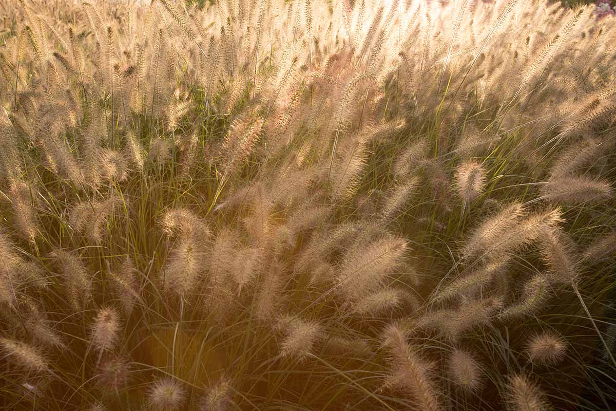 A close up of ornamental grass, with the wispy seed heads contrasting with the green stems, awash in sunlight.