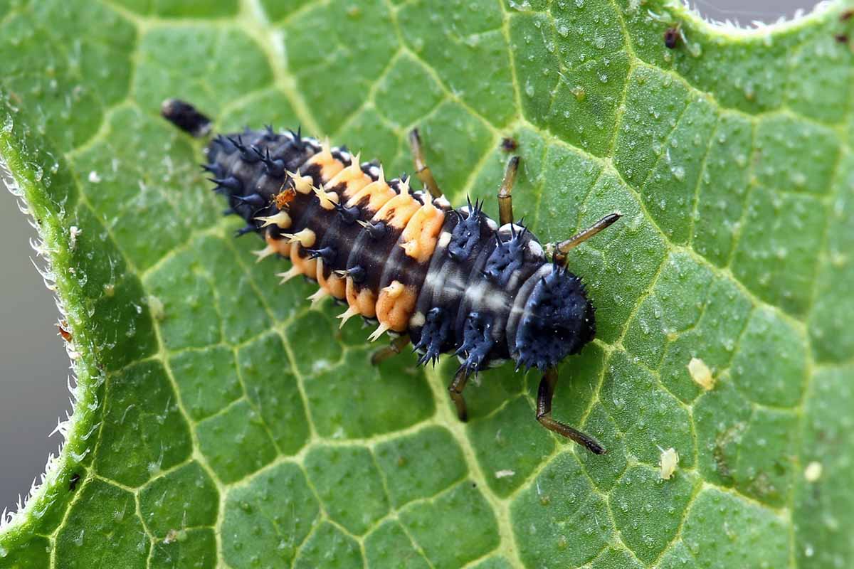 A close up of a ladybug larvae feeding on pests on the surface of a leaf.