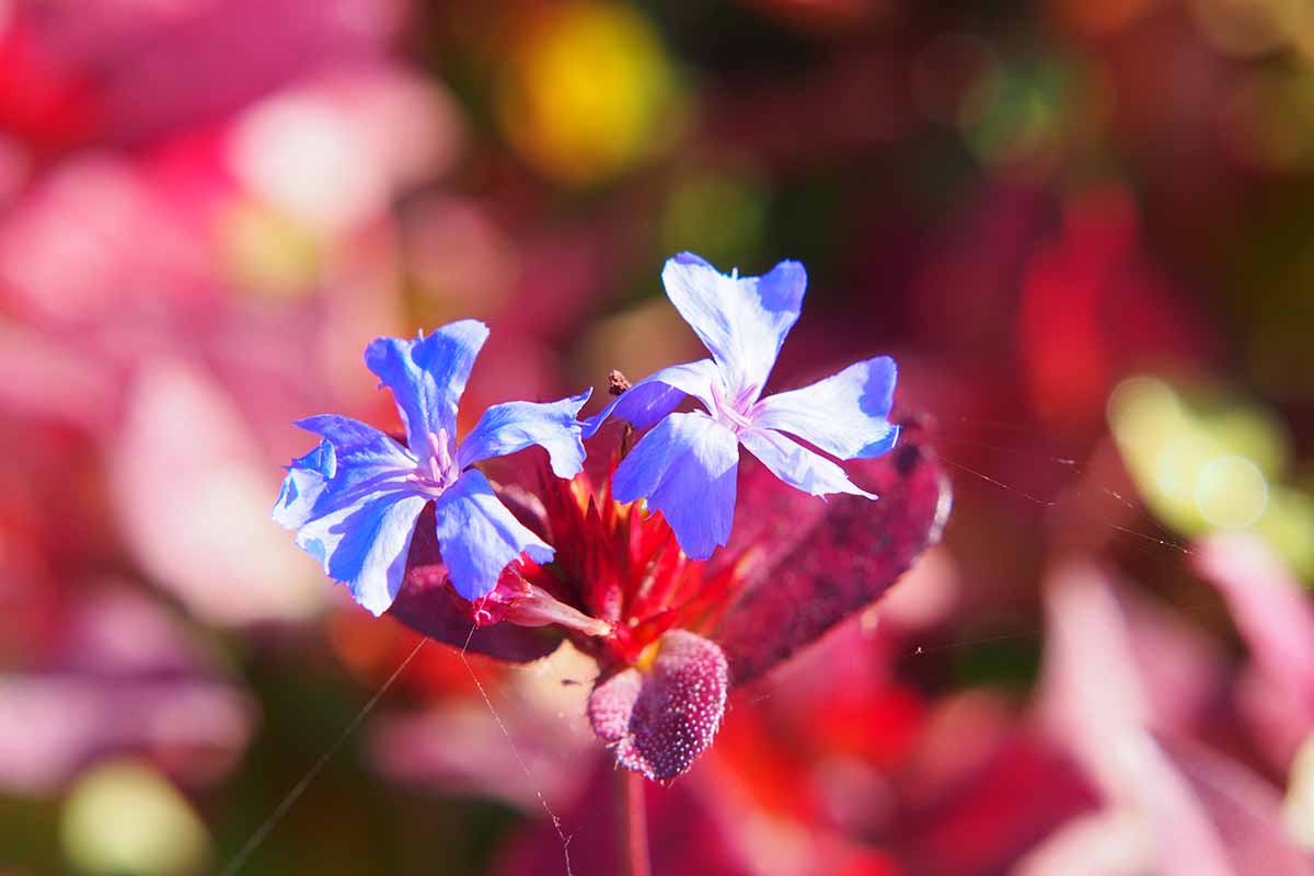A close up horizontal image of two blue and white leadwort flowers with a diffused red foliage background.