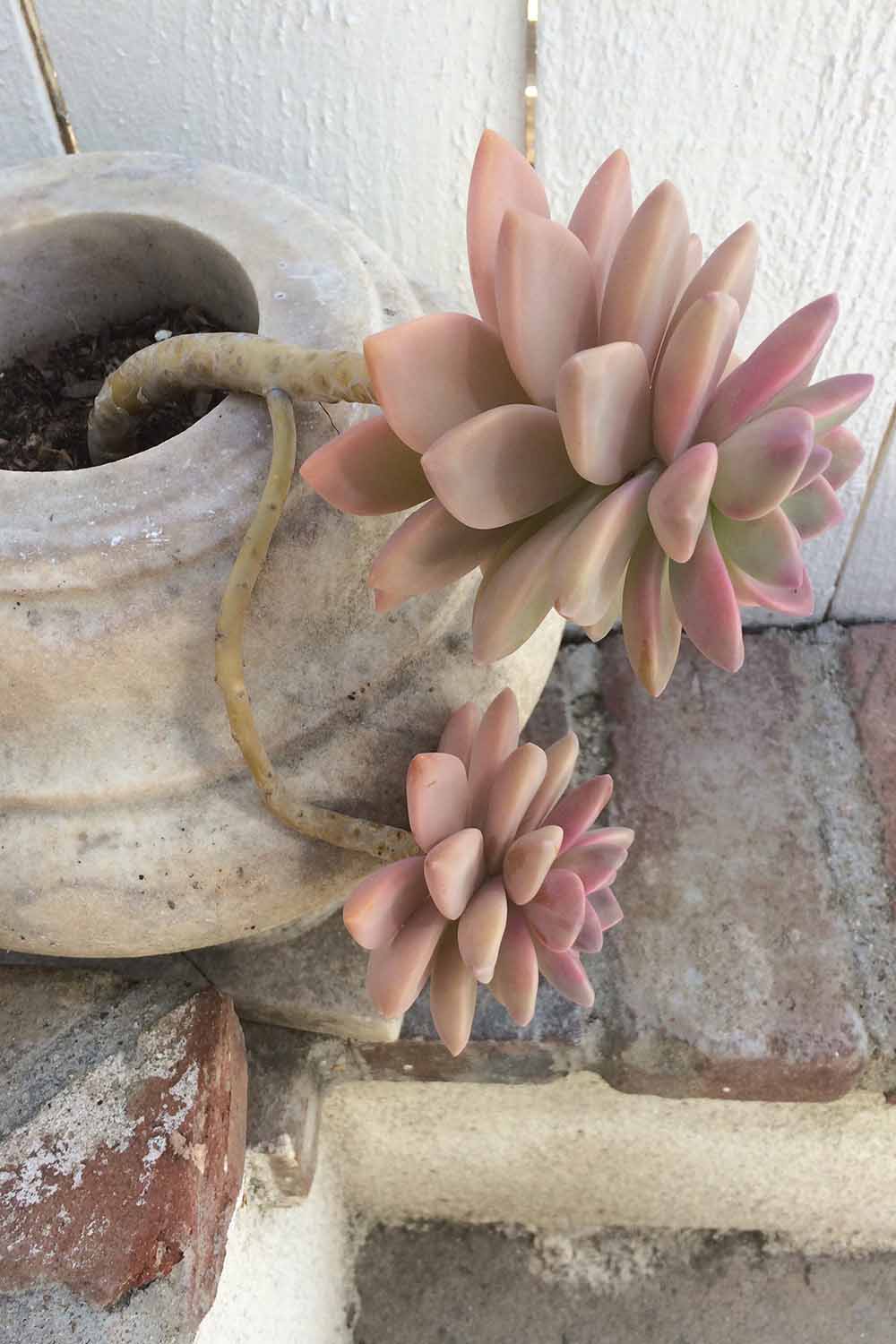 A close up vertical image of a pink hued succulent growing in a concrete urn outdoors with an offshoot suitable for propagation.