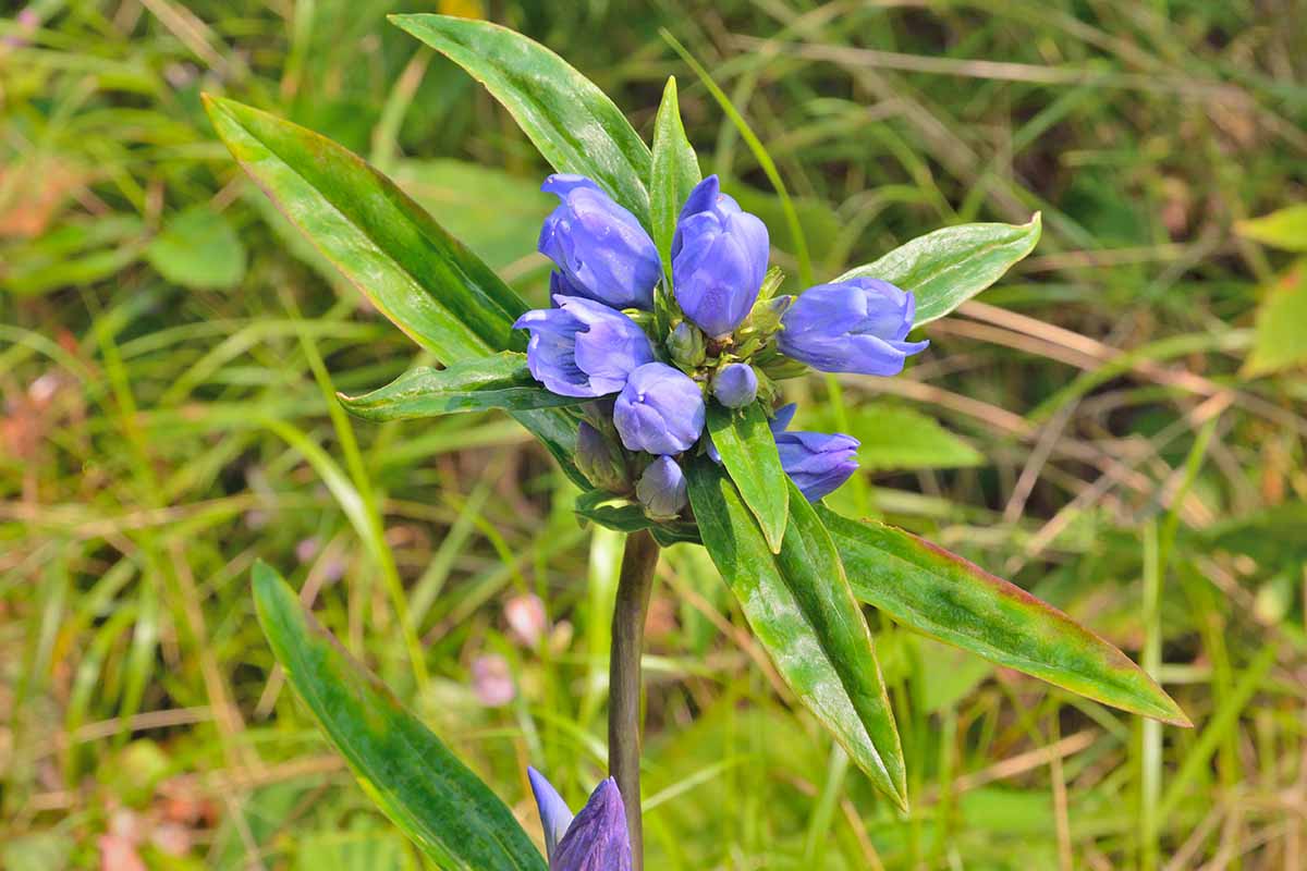 A horizontal image of light blue Gentiana scarba flowers growing in the landscape.