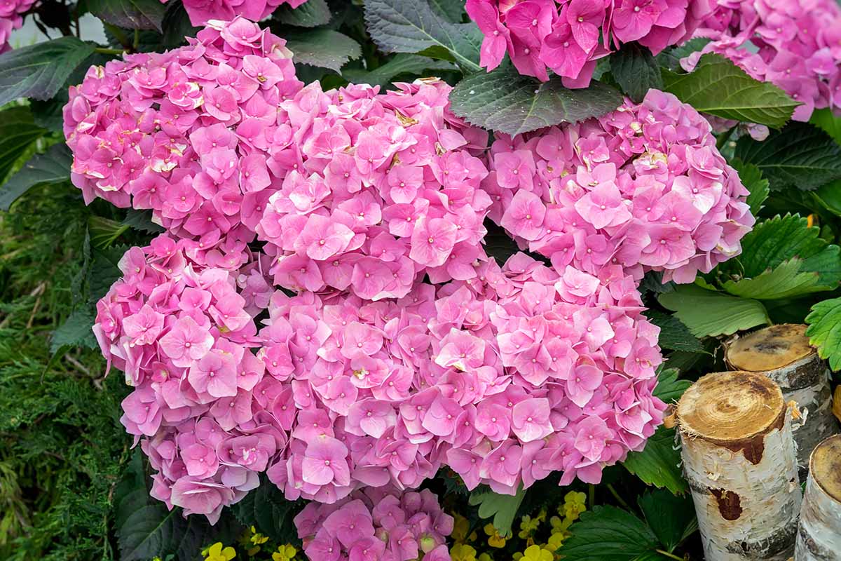 A close up horizontal image of a mauve flower growing on a shrub pictured in light sunshine with foliage in soft focus in the background.