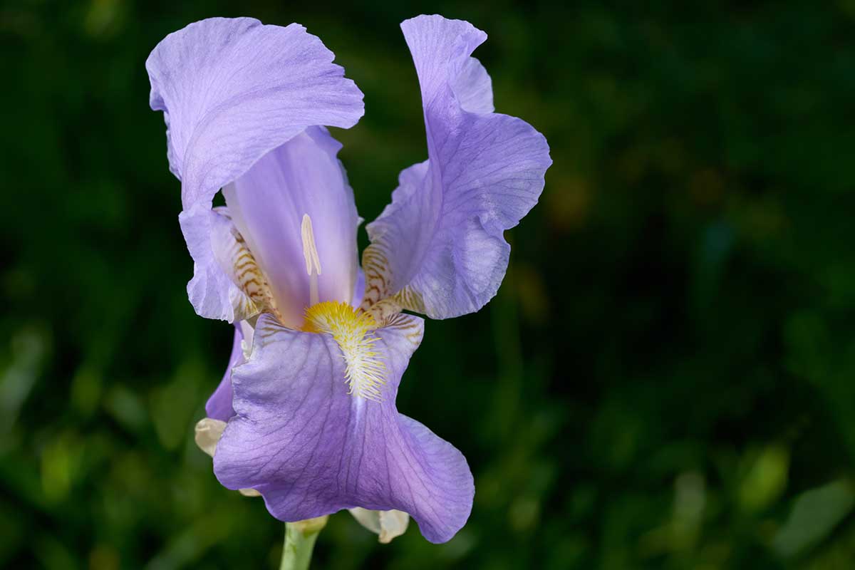 A close up horizontal image of a single flower pictured on a dark soft focus background,