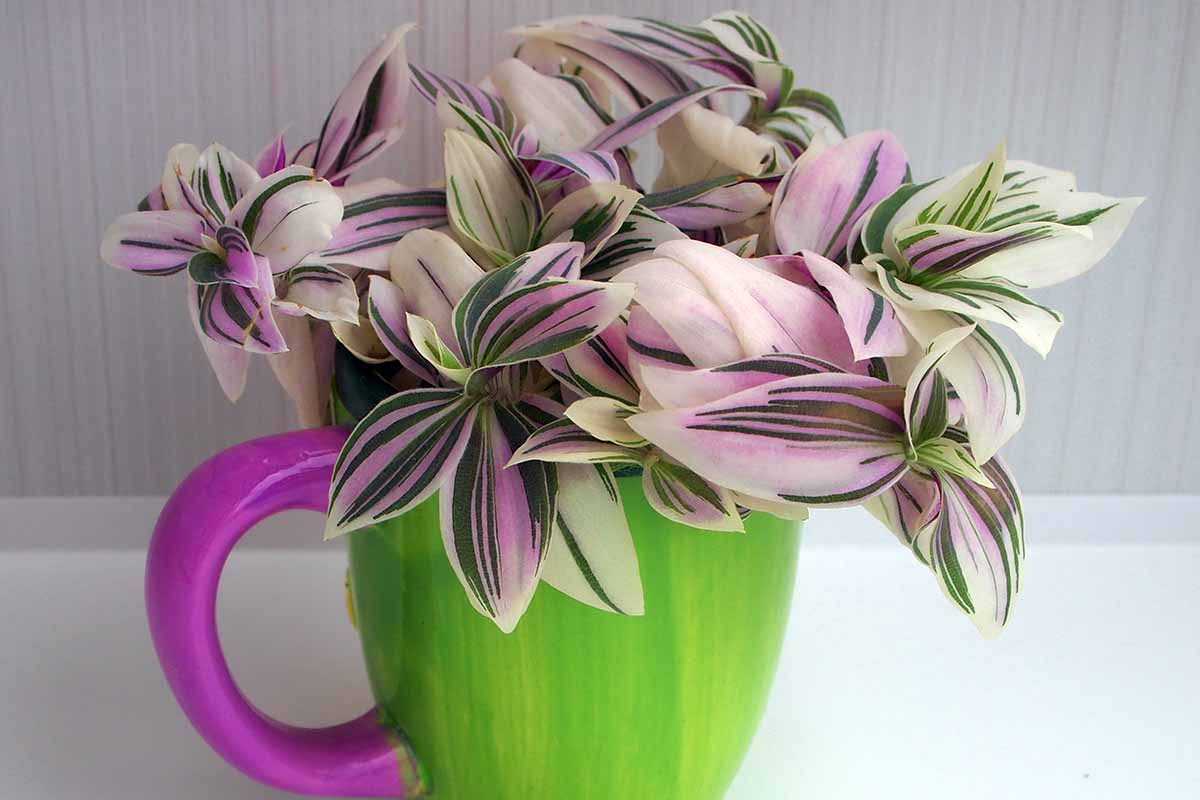 A close up horizontal image of a pink, cream, and white spiderwort plant growing in a green and pink cup pictured on a light gray background.