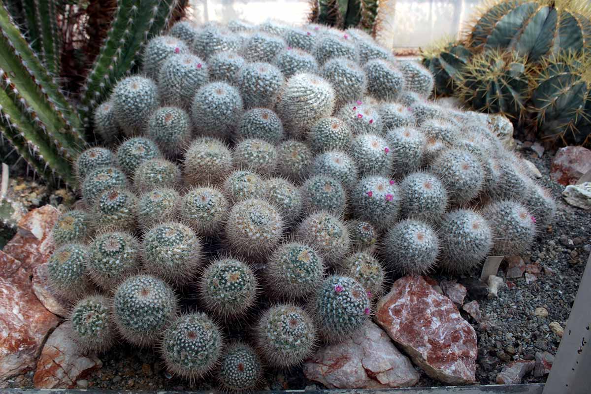 A close up horizontal image of a large clump of mammillaria growing in a rockery.